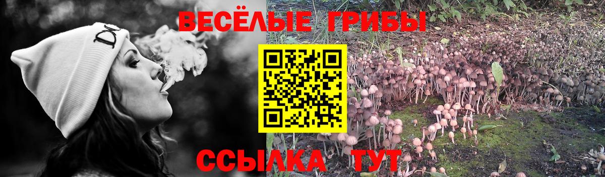 Галлюциногенные грибы GOLDEN TEACHER  Вход с VPN  Новодвинск  Галлюциногенные грибы Magic Shrooms 
